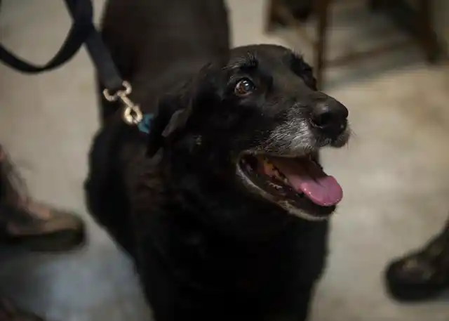 Suierveld says Abby is in great health.