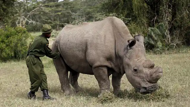 A file photo of a warden massaging the last surviving male northern white rhino ‘Sudan’ as it grazed at the Ol Pejeta Conservancy in Laikipia national park, Kenya. Sudan died of ailments due to old age in March 2018. 