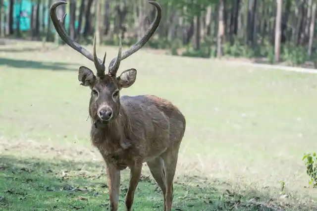 One of the rarest deer on Earth, the Sangai Deer is endangered. 