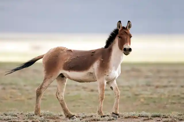 Wild Ass is found only in The Wild Ass Sanctuary of the Little Rann of Kutch in Gujarat. 