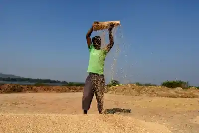 A farmer busy winnowing paddy. (File Photo: IANS)