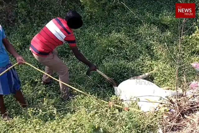 A collapsed bull is being forced to get up after Jallikattu in Kalingapatti Jallikattu. 