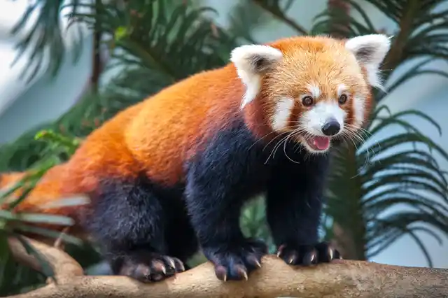 Visit the Singalila National Park to get a glimpse of the Red Panda.