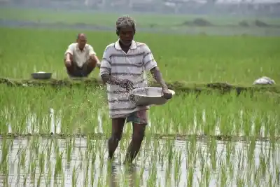 Roja Mayong: A farmer sprinkles fertilizer over the paddy crops at a field in Assam