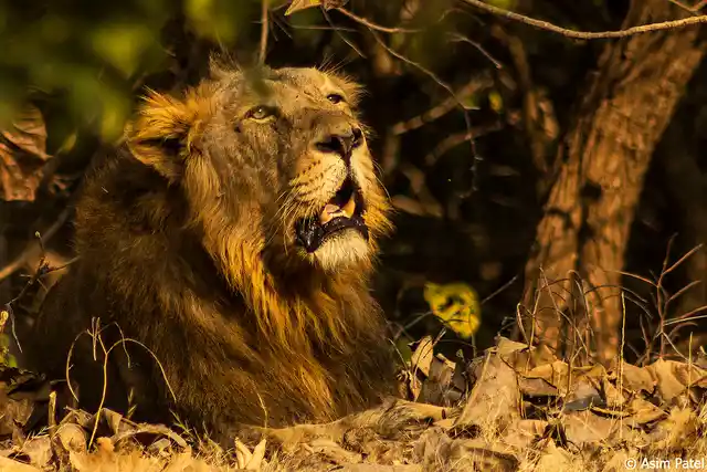 Gir Lion resting in the shade.