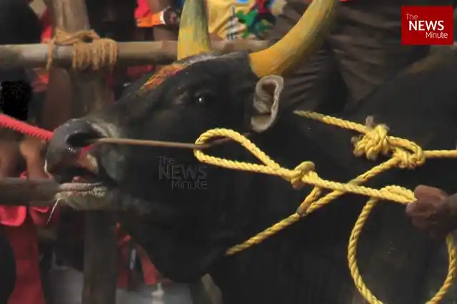 PETA said there was evidence to prove that bulls were being tortured due to the practice of Jallikattu. 