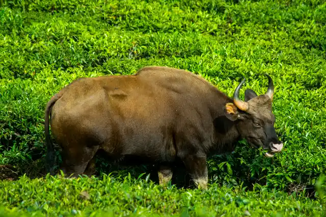 Indian bison is one of the largest herbivores living on the Earth currently. 