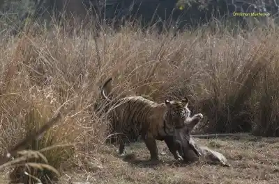 Machli holding a hunt by neck