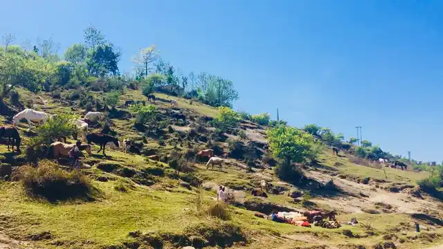 The Gujjar Bakarwal community on the move with their cattle and necessities, which include food grains, a stove, medicines and blankets.