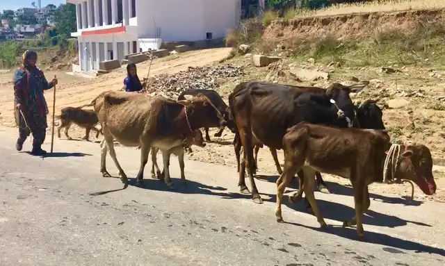 The community can be seen on national highways from Jammu towards Udhampur, taking temporary breaks and directing their cattle onwards.