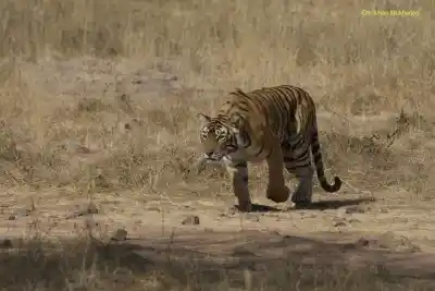 The Grand tigress Machli stalks a prey at Ranthambore National Park, Rajasthan.