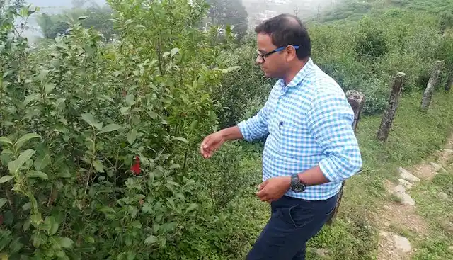 Tea scientist Mrityunjay Choubey is trying to find new ways to retain the original flavour of Darjeeling tea. 