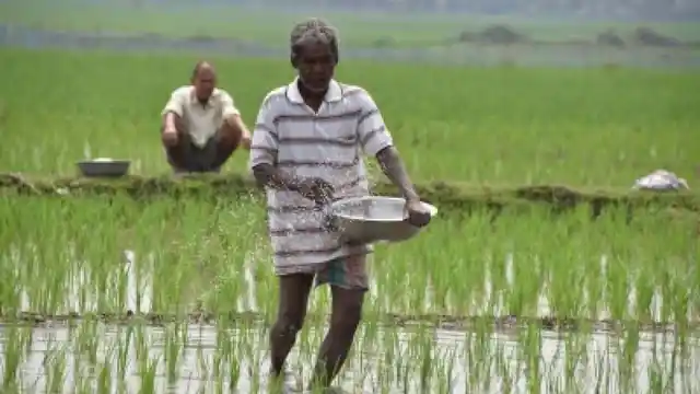 Responds to query made by a Salem farmer under RTI Act. 