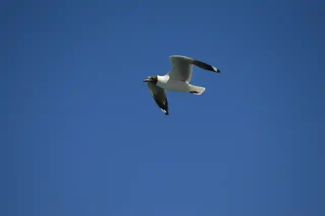 A Brown headed gul flying over Pangong Lake.