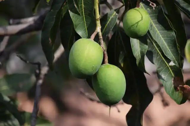 While one would be fleshy and plump, the other would be lean and mean, but ripe with juice.