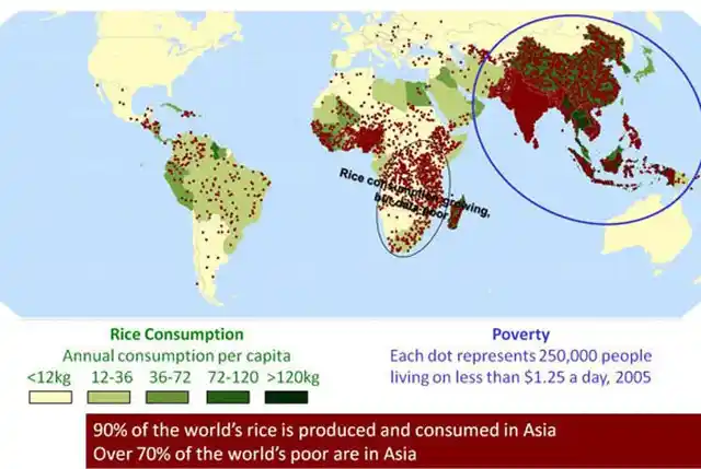 Many of poorest regions in Asia rely on rice as a staple food.