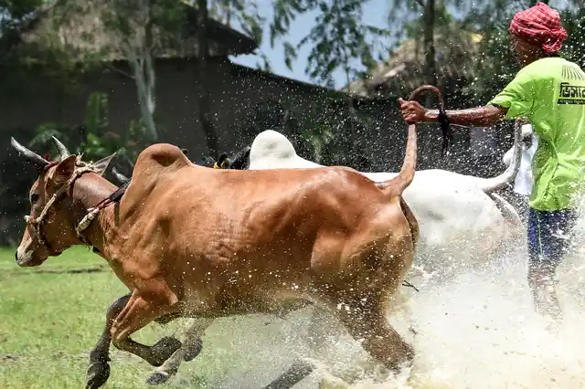 Usually, the farmers, who are the owners of the bullocks, perform the role of a jockey.