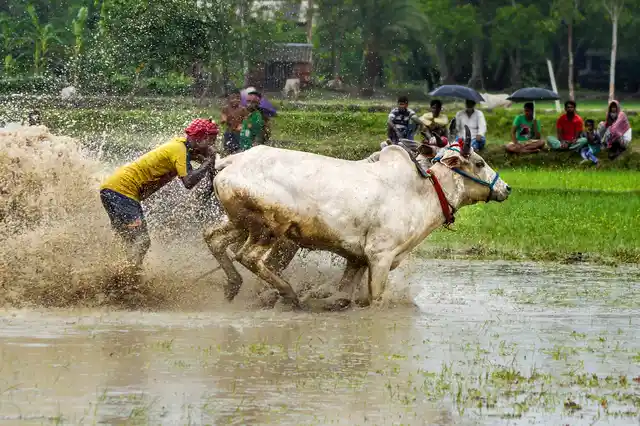 The ‘game’ involves pairs of bullocks racing against each other.