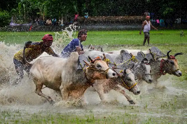 Farmers in a south Bengal village are busy organising a bullock race to celebrate the arrival of monsoon.