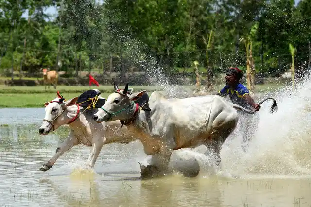More than 100 bullocks are participating in this year’s race.