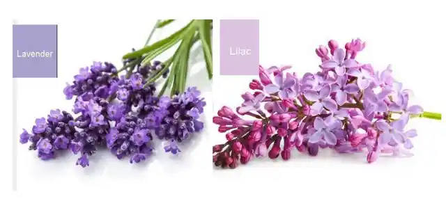Lavender is the light purple color with a bluish hue, whereas Lilac is the light purple color with a pinkish hue