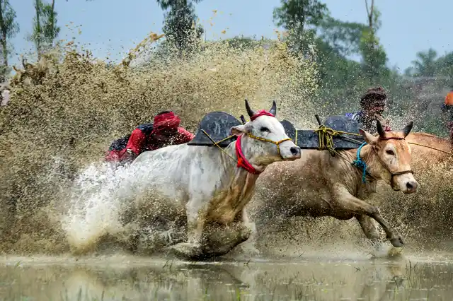 The bovine are tied together by a piece of wood called joyal, which helps them run simultaneously.