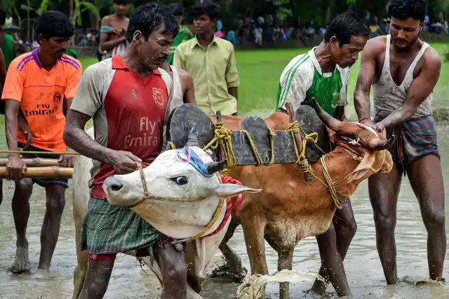 The jockey is responsible for maintaining the speed of the bullocks.