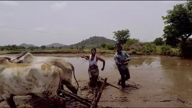 Two farmers from Lambadipalli village did the Kiki challenge with a twist – Anil Geela and Pilli Tirupati danced next to a pair of bullocks in a field, while the bullocks dragged the plough.