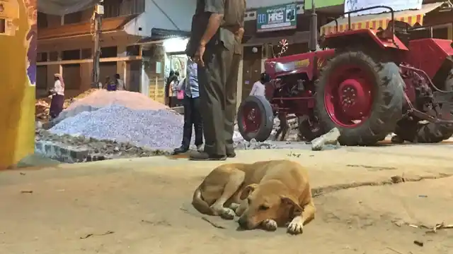 Dogs are attracted to areas with a high concentration of humans, signifying shelter and promise of food.