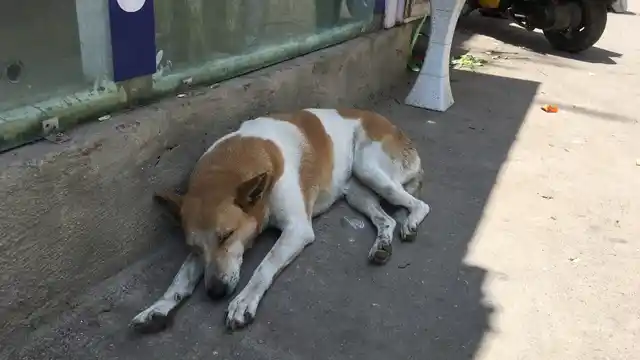 A stray dog snoozes in the shade on Old Airport Road, east Bengaluru.