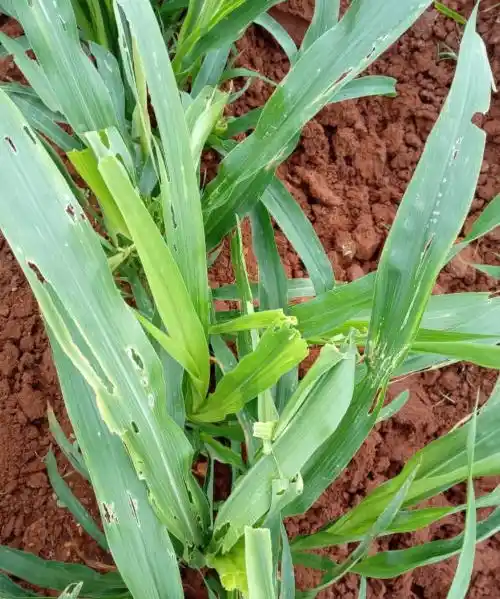 The fall armyworm could “put the maize production of the whole Asian continent seriously at risk with dire economic consequences.”