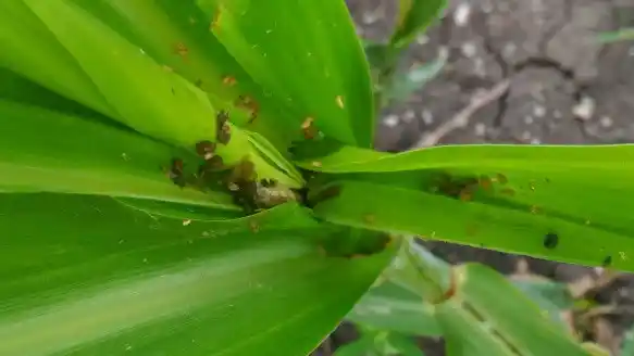 One way to control the fall armyworm is to eliminate the egg mass of the pest from the leaves of affected plants. This photograph shows the egg mass on the finger millet crop.