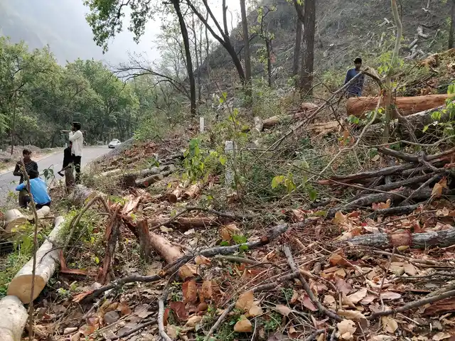 As many as 50,000 trees are being felled for the project. Several trees are also falling due to soil erosion and that loss is not even considered.