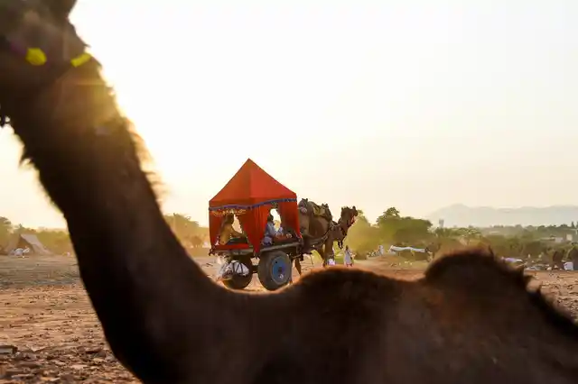 Many camel carts are bringing people with potential business to the fair.
