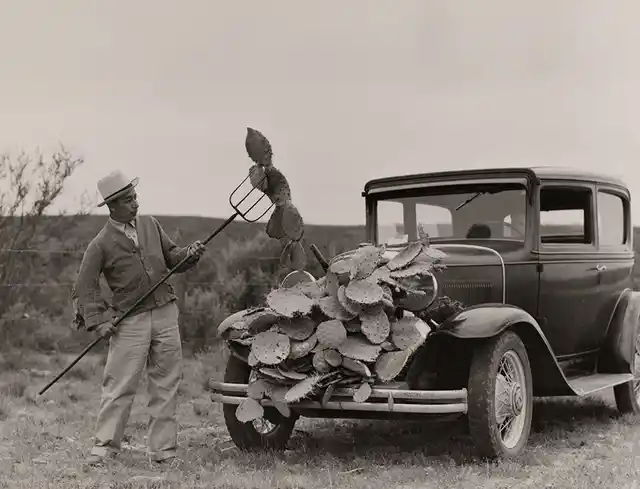 A man burns prickly pear to feed the cattle during a drought in Texas.