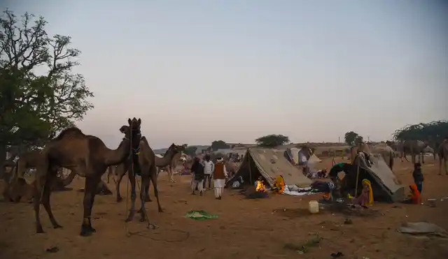 As herders start coming into the fairground, the tents become a hive of activity. People making tea, <i>chapattis</i> and <i>sabji</i> round the clock for herders.