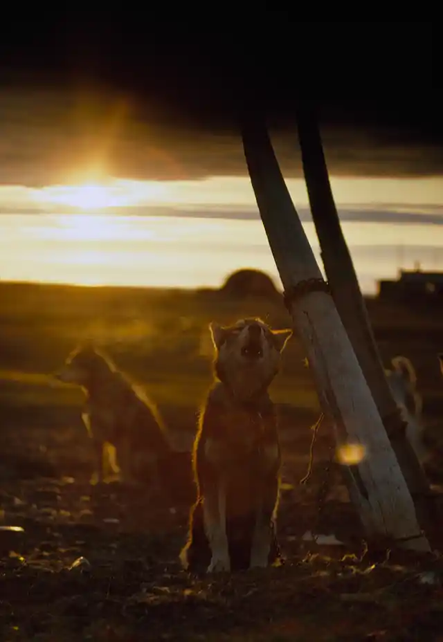 A sled dog, tied to a whale rib, howls under the midnight sun in Alaska, 1969.