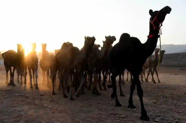 Pushkar Camel Fair is one of India’s most gorgeous festivals in Rajasthan, attracting thousands of camels, horses and cattle. It is visited by over thousands of tourists each year.