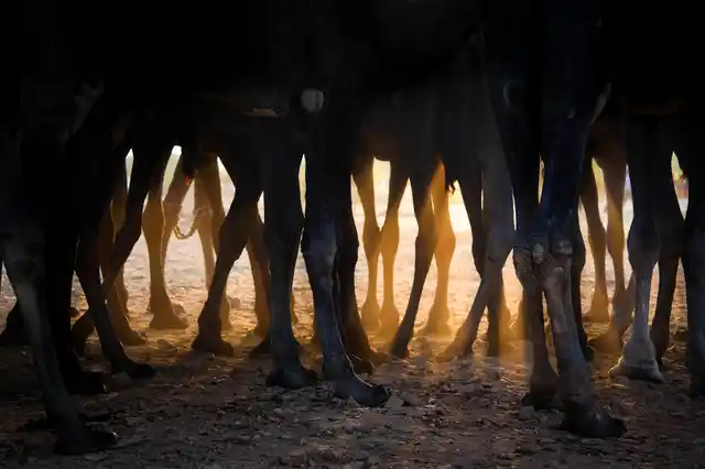 While it is traditionally known for buying and selling of camels and other animals, in the last few years the trading has been on a low. The state government has passed a law banning the sale of camels to other states, which has adversely affected sales.