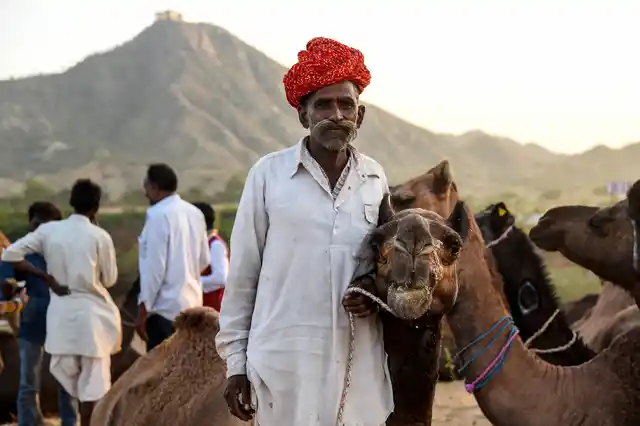 Luck favours few traders, like Setang Ram of Jodhpur. He got eleven thousand rupees for a camel on the very first day of the fair. He posed with his camel before delivering it to its new master.