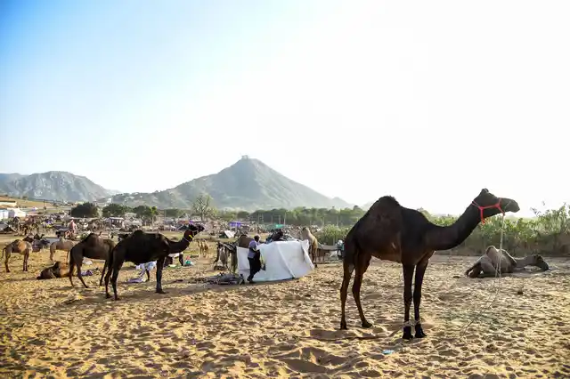 More than 5,000 camel traders assemble at Pushkar fair. The colourful fairground attracts huge crowds with stalls and street vendors. 