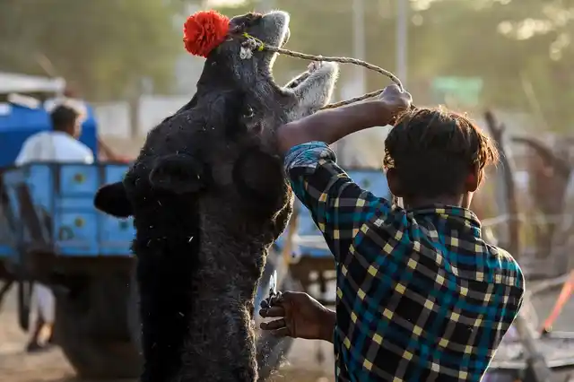 A camel trader at Pushkar fair grooms his camel and is getting ready to sell it.