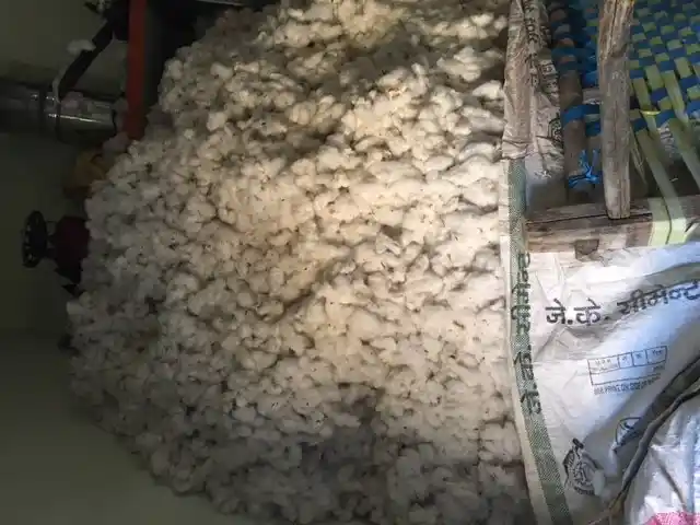 Cotton harvest at Radha’s house