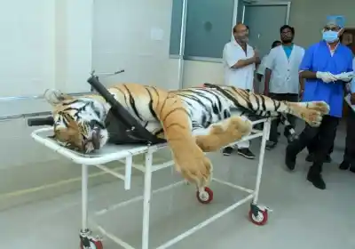 Nagpur: The carcass of tigress Avni or T1. (Photo: IANS)