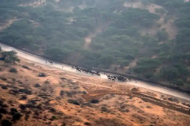 Traders from different regions attend the annual Pushkar Camel Fair. They walk for five days to reach the fairground. Most of the herders come from Pali, Bikaner, Jodhpur and Jaisalmer districts of Rajasthan.