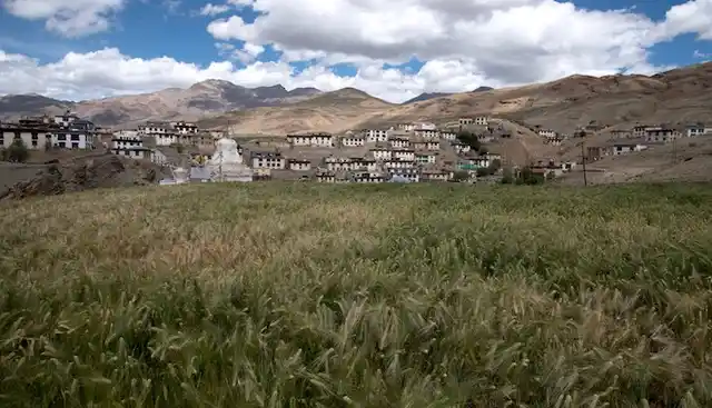 Barley fields near Langza in Spiti valley.