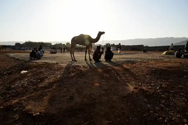 This time, a major problem that the cattle owners are facing is the construction of a helipad in the <i>mela</i> ground which was made for the prime minister’s visit for the Rajasthan election. The camels are finding it difficult to settle there.