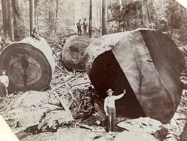 A man stands next to the cross-section of a giant redwood tree in California, 1909.