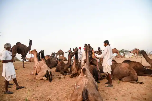 Camels, herders and traders start arriving and setting up camp on the sand dunes before the fair starts.