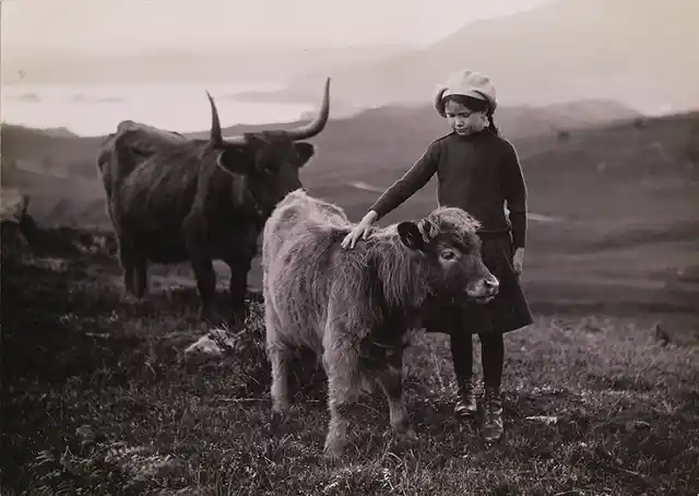 A girl pets a calf in Scotland, 1918.